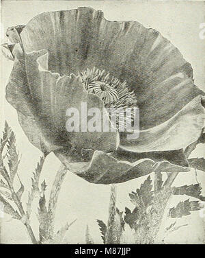 Les ampoules du Dreer 1921 (1921) (21000030672) Banque D'Images