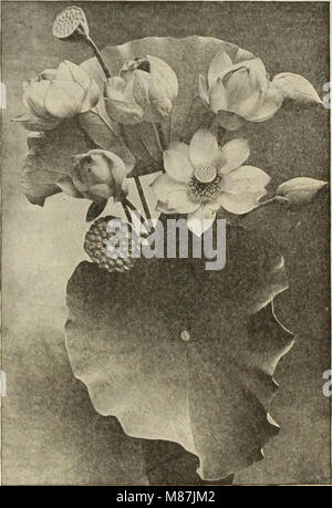 Dreer's garden livre - soixante-quatrième édition annuelle 1912 (1912) (14590238110) Banque D'Images