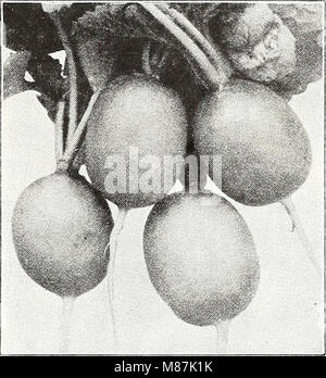 Dreer's nouveautés et spécialités pour 1948 - trois superbes zinnias pour chaque jardin (1948) (20427762223) Banque D'Images