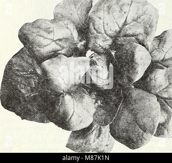 Dreer's nouveautés et spécialités pour 1948 - trois superbes zinnias pour chaque jardin (1948) (21048820155) Banque D'Images