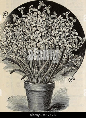 Dreer's quarterly Liste des prix de gros de semences, plantes, bulbes, &c. - Édition d'été Juillet Août 1895 (1895) (20428525223) Banque D'Images