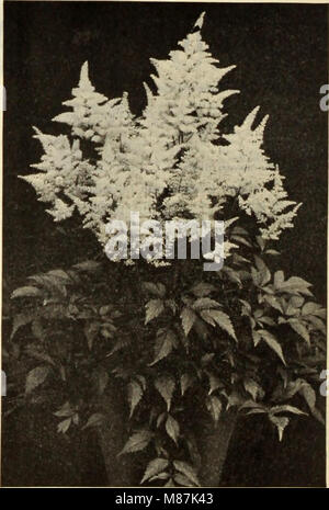 Dreer's Liste des prix de gros - pour les bulbes de plantes fleuristes fleuristes pour des graines de fleurs pour les fleuristes, engrais, fongicides, insecticides, met en œuvre, etc (1915) (20439355073) Banque D'Images