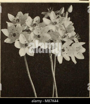 Dreer's Liste des prix de gros - pour les bulbes de plantes fleuristes fleuristes pour des graines de fleurs pour les fleuristes, engrais, fongicides, insecticides, met en œuvre, etc (1915) (20872513488) Banque D'Images