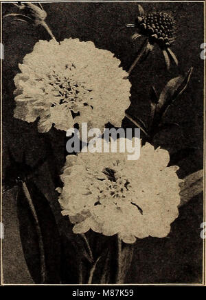 Dreer's Wholesale Price List (1921) est un catalogue offrant une large gamme de produits pour les fleuristes, y compris les graines de fleurs, plantes, bulbes, graines de légumes, engrais, fongicides, insecticides et instruments de jardinage pour l'industrie florale. Banque D'Images