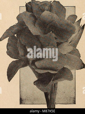 La liste de prix de gros de Dreer's 1921 fournit un catalogue complet de produits pour les fleuristes, y compris les graines de fleurs, plantes, bulbes, graines de légumes, engrais, fongicides, insecticides et instruments de jardinage. Il sert de ressource pour les fleuristes et les jardiniers à la recherche de matériaux et d'outils végétaux. Banque D'Images