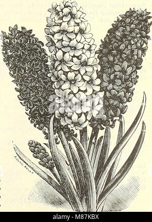 Dreer's Liste des prix de gros bulbes plantes - fleurs de saison et de légumes les engrais, les outils, etc., etc. (1904) (21030228216) Banque D'Images