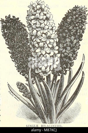 Dreer Liste des prix de gros de l'édition été 1903 - juillet à août plantes bulbes de fleurs et de légumes de saison semences, engrais, outils, etc., etc. (1903) (20434995583) Banque D'Images