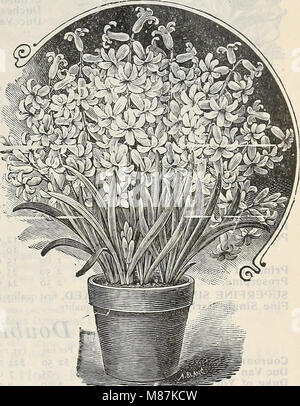 Dreer's Liste des prix de gros bulbes de saison 1906 - plantes et graines de fleurs graines de légumes graines d'herbe engrais, outils, etc., etc. (1906) (14595140177) Banque D'Images