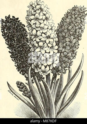 Cette liste de prix de gros de Dreer's fournit des informations sur les prix pour les fleuristes et les maraîchers pour la saison estivale de 1891. Il comprend une gamme de fleurs, de plantes, de graines et de fournitures de jardinage disponibles à l'achat pendant cette période. Banque D'Images