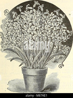 Dreer's Liste des prix de gros de l'été 1902 édition juillet à août - de fleurs et de légumes de saison semences, engrais, outils, etc., etc. (1902) (21029189376) Banque D'Images
