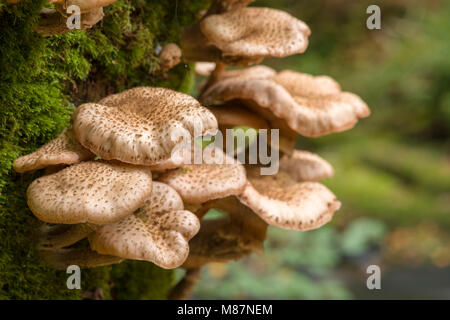 Le miel (champignon Armillaria) poussant sur un tronc d'arbre en bois, Dewerstone Dartmoor. Banque D'Images