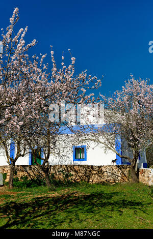 Amandiers en fleur et une maison rustique, de l'Algarve, Portugal, Banque D'Images