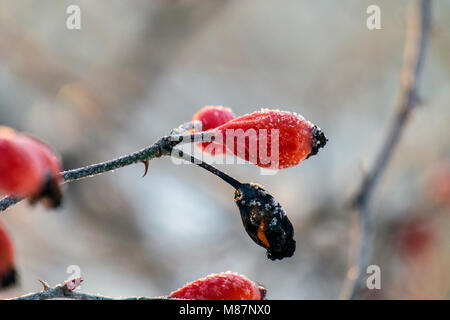 Églantier congelé de Sweet Briar couvertes de cristaux de glace (Rosa rubiginosa) Banque D'Images