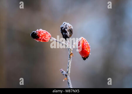 Églantier congelé de Sweet Briar couvertes de cristaux de glace (Rosa rubiginosa) Banque D'Images