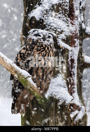 Grand-duc d'Europe / eagle owl (Bubo bubo) avec la face recouverte de neige perché dans l'arbre au cours de la neige en hiver douche Banque D'Images