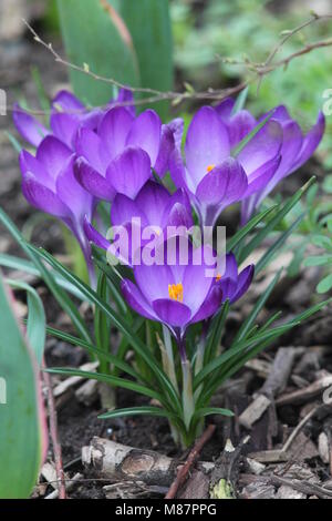 Bouquet de crocus mauve foncé sur le sol de paillis Burk. Banque D'Images