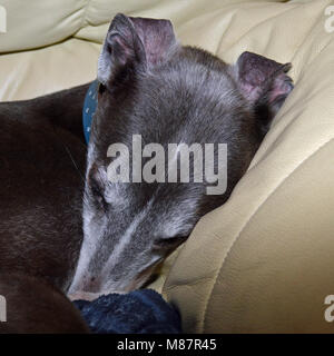 Chien fatigué recroquevillé dans un fauteuil avec blanket Banque D'Images