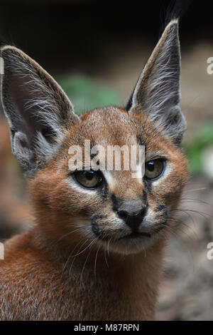 Close up portrait of baby caracal chaton Banque D'Images