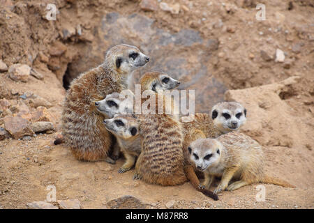 Portrait de famille suricates looking away Banque D'Images