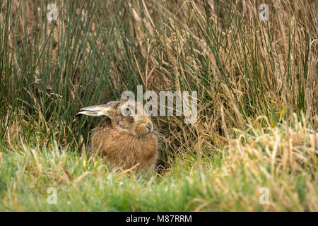 European brown hare, Lepus europaeus, début mars sur les pâturages de Suffolk Banque D'Images