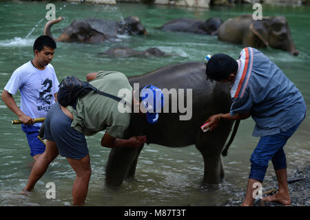 Les touristes vu le bain d'un éléphant. L'écotourisme et de l'éléphant au parc national de Gunung Leuser les touristes peuvent aider les éléphants de baignade à la périphérie de parc national de Gunung Leuser dans le nord de Sumatra. Formateur de l'éléphant, vous donnera une brosse à décaper, puis vous sera enseigné comment baigner les éléphants de droite ici vous pourrez aussi apprendre à brosser, de l'eau, et prêter attention à l'éléphant. Banque D'Images
