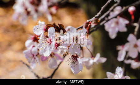 Cherry Plum Tree flowers libre 1. Banque D'Images
