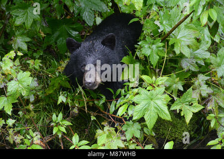 Un jeune ours noir au-dessous de la plate-forme d'observation à l'Observation de la faune et de Fish Creek, site dans la forêt nationale de Tongass, près de Hyder, Alaska, USA. Banque D'Images