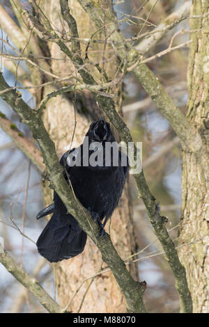 Kolkrabe, rufend Kolk-Rabe, ruft,, Kolk, Rabe, Corvus corax, grand corbeau, grand corbeau, Corbeau, le Grand Corbeau Banque D'Images