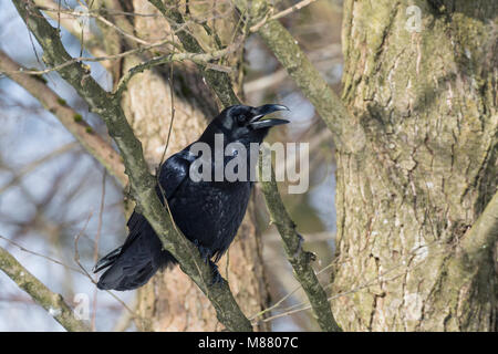 Kolkrabe, rufend Kolk-Rabe, ruft,, Kolk, Rabe, Corvus corax, grand corbeau, grand corbeau, Corbeau, le Grand Corbeau Banque D'Images