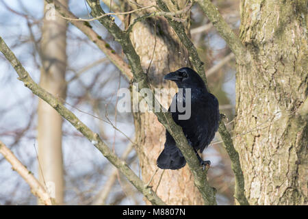 Kolkrabe, Kolk-Rabe, Kolk, Rabe, Corvus corax, grand corbeau, grand corbeau, Corbeau, le Grand Corbeau Banque D'Images