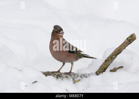 Buchfink, Buch-Fink, Männchen im Winter bei Schnee, Fringilla coelebs chaffinch pinson commun,,, homme, le Pinson des arbres Banque D'Images