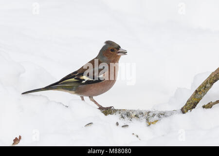 Buchfink, Buch-Fink, Männchen im Winter bei Schnee, Fringilla coelebs chaffinch pinson commun,,, homme, le Pinson des arbres Banque D'Images