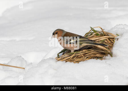 Buchfink, Buch-Fink, Männchen im Winter bei Schnee, Fringilla coelebs chaffinch pinson commun,,, homme, le Pinson des arbres Banque D'Images