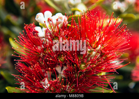 Détail de floraison de Crimson (Metrosideros excelsa) Pohutukawa tree, également connu sous le nom de l'arbre de Noël. Banque D'Images