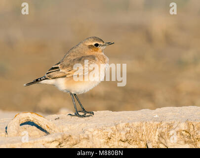 Bruant des roseaux communs Banque D'Images