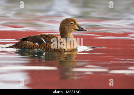 Koningseider Vrouwtje, Eider femme Banque D'Images