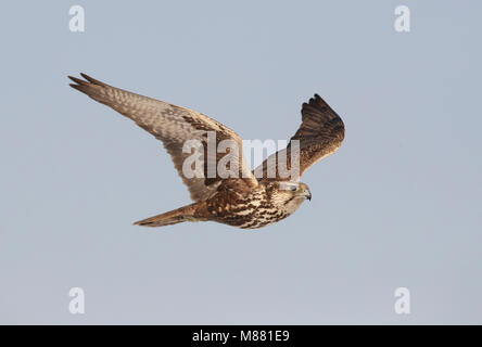 Dans Sakervalk viaje en avión ; faucon sacre (Falco cherrug) en vol Banque D'Images