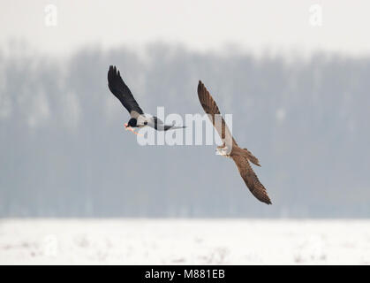 Dans achtervolging Sakervalk dans viaje en avión op een Bonte Kraai ; faucon sacre (Falco cherrug) dans la poursuite d'un vol Hooded Crow Banque D'Images