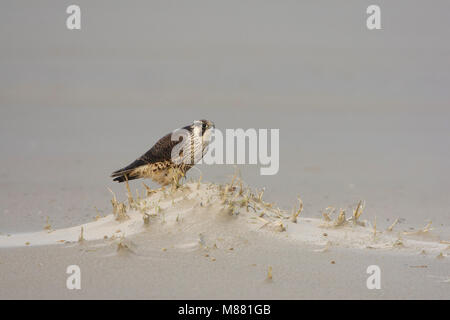 Slechtvalk, Faucon pèlerin (Falco peregrinus) Banque D'Images