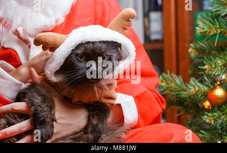 Image de chat noir en costume de cerfs au Santa's arms Banque D'Images