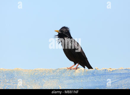 Zingende Zwarte Spreeuw ; chanter Spotless Starling (Sturnus unicolor) Banque D'Images