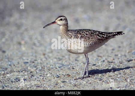 Monterey adultes Co., CA Septembre 1994 Banque D'Images