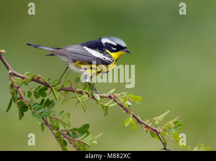 Mâle adulte, Galveston, TX Avril 2014 Co. Banque D'Images