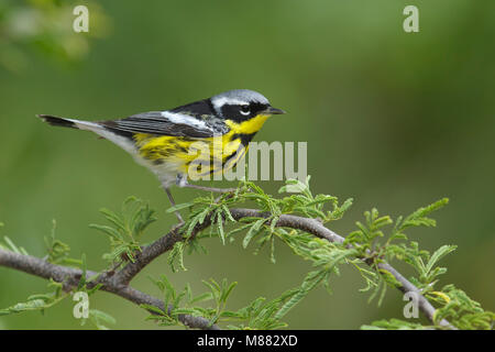 Mâle adulte, Galveston, TX Mai 2014 Co. Banque D'Images