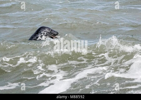 Beesands, lieu non identifié Ley. 15 mars 2018. Ciel dégagé au cours de l'Ouest Pays aujourd'hui. Une alimentation de phoques gris au large de Beesands Beach près de Sands lieu non identifié dans le sud du Devon. Credit : james jagger/Alamy Live News Banque D'Images