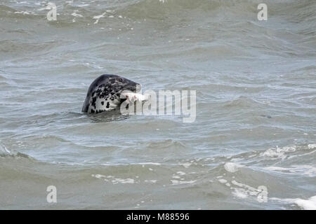 Beesands, lieu non identifié Ley. 15 mars 2018. Ciel dégagé au cours de l'Ouest Pays aujourd'hui. Une alimentation de phoques gris au large de Beesands Beach près de Sands lieu non identifié dans le sud du Devon. Credit : james jagger/Alamy Live News Banque D'Images