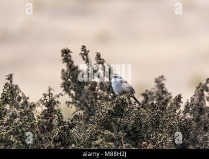 Un Sparrow (Oriturus superciliosus) assis sur un buisson Banque D'Images