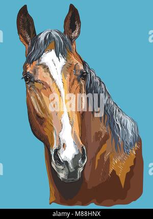 Portrait coloré de cheval Trakehner. Tête de cheval- vecteur illustration dessin main isolé sur fond bleu Illustration de Vecteur