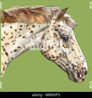 Portrait coloré d'Appaloosa Horse. La tête du cheval repéré dans le profil vectoriel illustration dessin main isolé sur fond vert Illustration de Vecteur