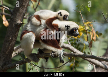 Un Coquerel's Sifaka (Propithecus coquereli) parent avec un bébé sur son dos préparent un voyage à travers une forêt à Madagascar Banque D'Images